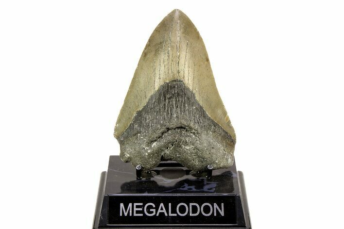 Bargain, Fossil Megalodon Tooth - Serrated Blade #308470